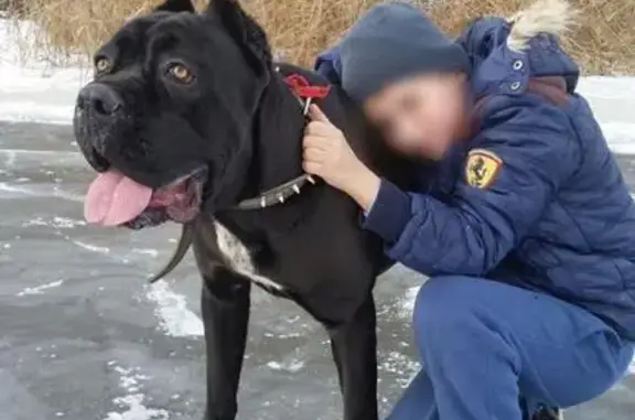Пропала редкая собака Рекс в Советском районе Астрахани