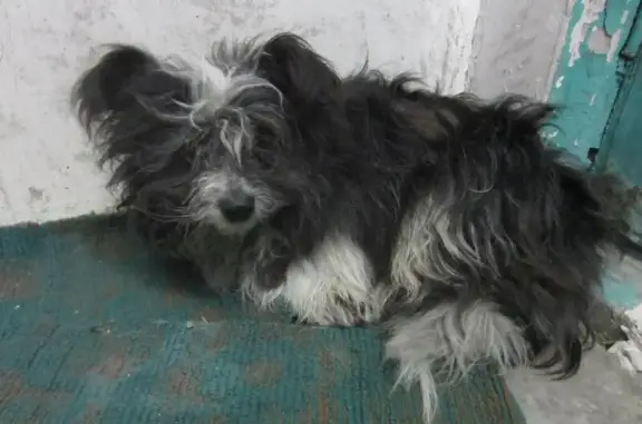 Потерян пёс с ошейником в Саяногорске, Хакасия