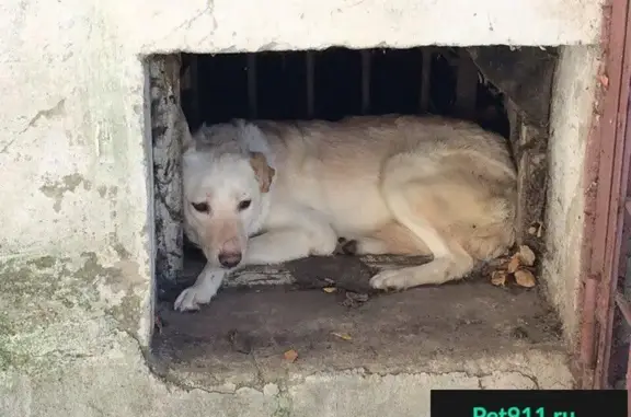 Собака на ул. Перхооовича в Воронеже