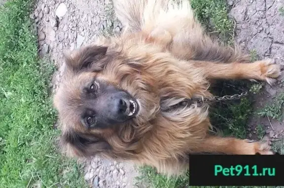 Пропала собака Жуля в Старой Покровке (Харьковская область)