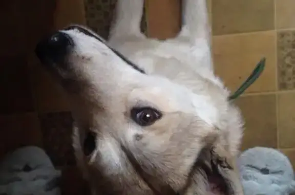 Собака найдена на Мытной улице, 62 в Москве