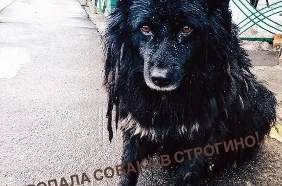 Пропала собака Фрося на ул. Исаковского 6, вознаграждение!