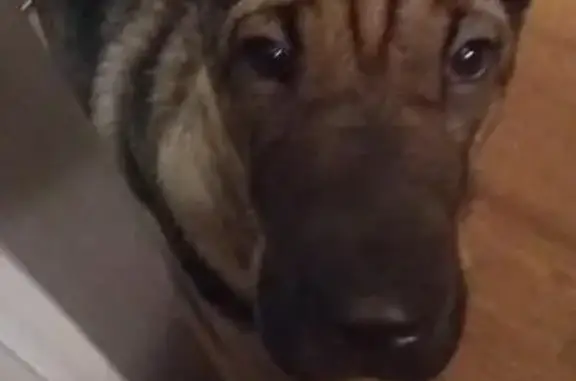 Пропала собака Майла в Чите, район Пожарка