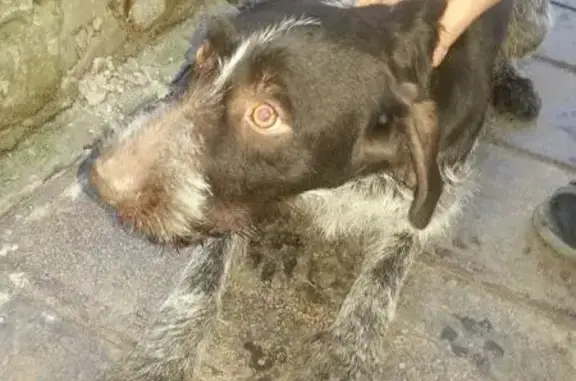 Пропала собака найдена в Новочеркасске