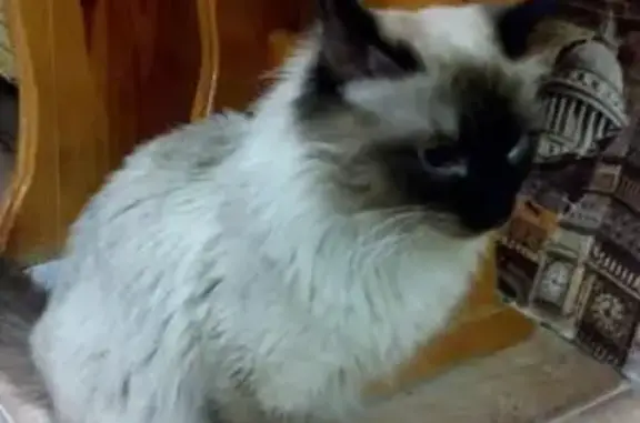Найден домашний кот в Омске, ул. А. Нейбута, 9