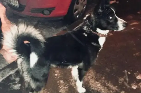Найден ухоженный пес в Новом Бисерово