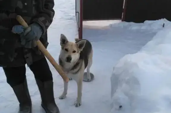 Собака найдена в селе Васильевское, Московская область.