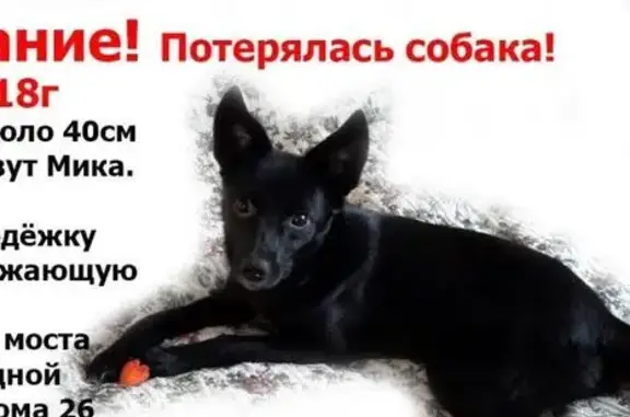 Пропала собака Мика в Кировском районе