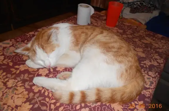 Кошки потеряшки, посёлок Денежниково, фото: Потеряшка кошка Маркиз в Денежниково, Рязанская область