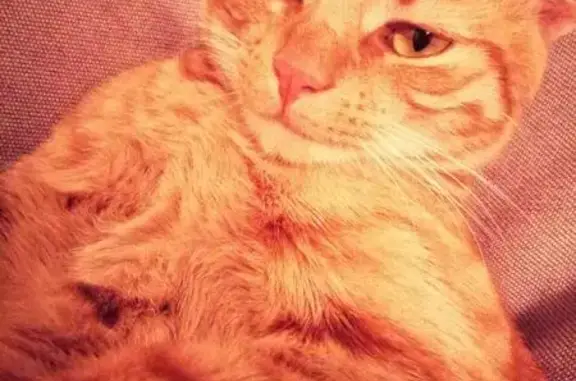 Пропала кошка Фокс в Севастополе