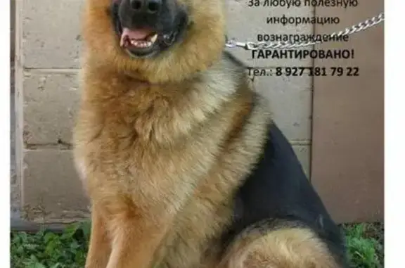 Пропала собака в поселке Цыганский, Саранск