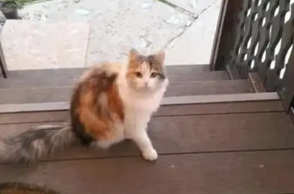 Кошки потеряшки, сельское поселение Никоновское, фото: Потеряшка кошка в Никулино, Раменский район