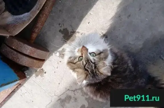 Пропала и найдена кошка в Северо-западном районе Ставрополя