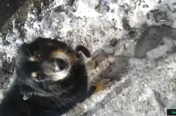 Найдена собака в ошейнике в Летке, Тамбов-4