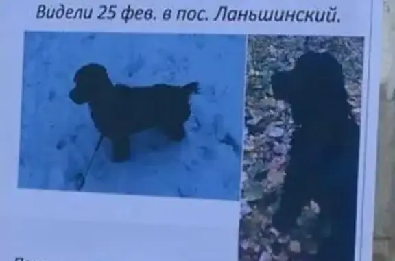Пропала собака на ул. Горького, 40 см в холке!