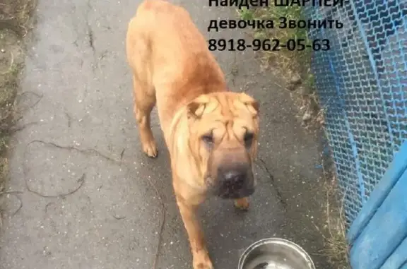 Найдена добрая собака в Пашковке, ищем хозяев в Краснодаре