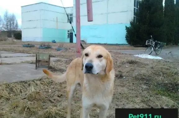 Найдена собака в Орловской области!