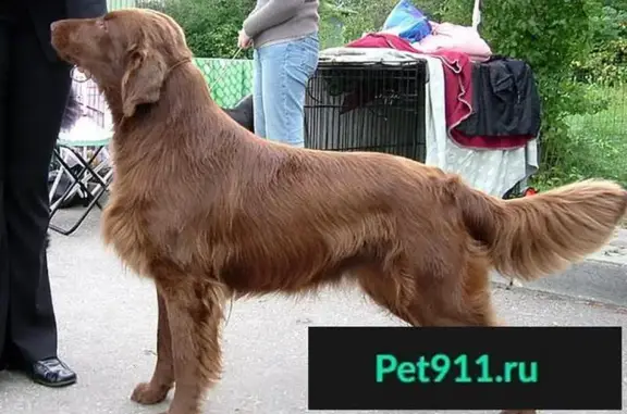 Найдена собака в Уварово, Тамбовская область