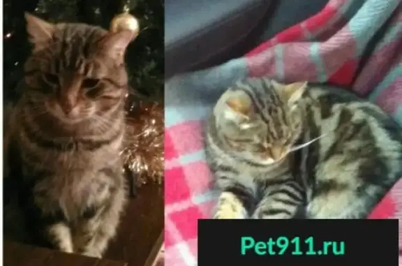 Пропала кошка на Ворошилова 122 в Каменск-Шахтинском
