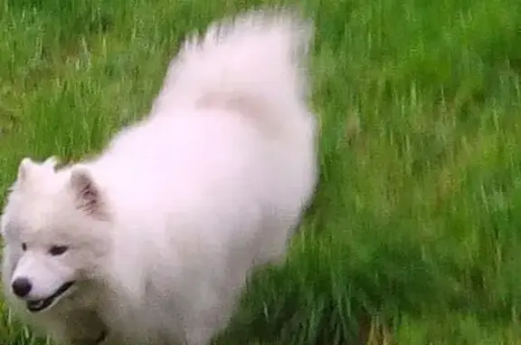 Собаки потеряшки, Шуйское, фото: Потеряшка собака в поселке Шуя, Карелия