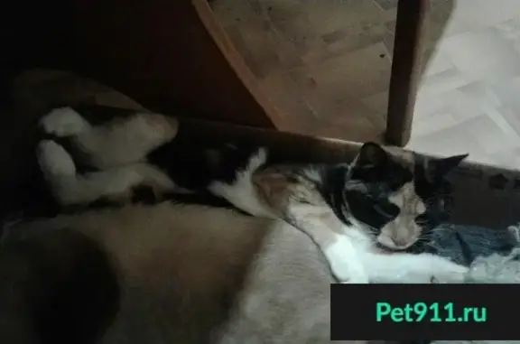 Пропала трехцветная кошка в Иркутске, возраст 11 мес.