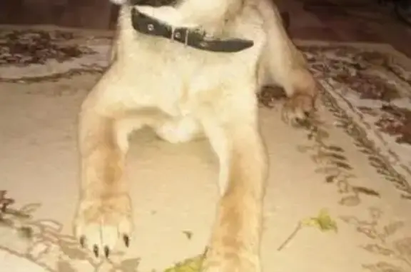 Найдена собака в Боре, ищем старых хозяев