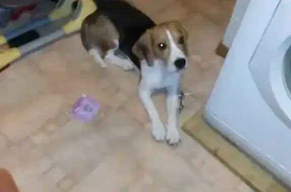 Найдена молодая собака с клеймом в Чехове