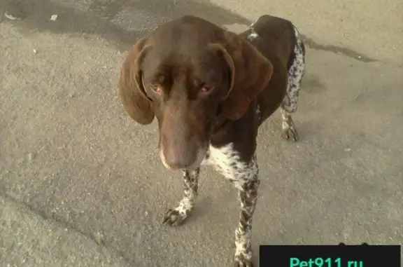 Пропала собака Курцхаар в Адыгейске