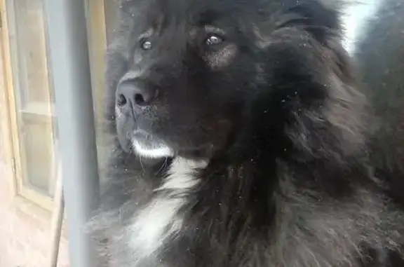 Пропала кавказская собака в Тольятти, помогите найти!