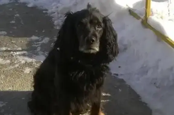 Собака найдена в Миассе, сидит около подъезда.