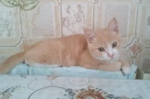 Пропала кошка в Тамбовской области, Рассказово