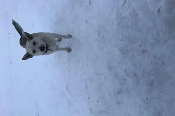 Найден домашний пёс в коттеджном посёлке Сиеста Южная, Московская область