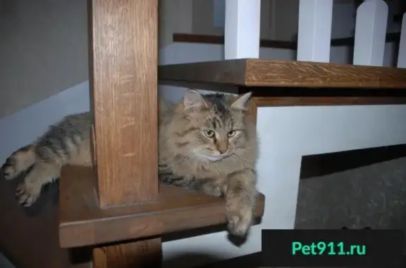 Потерянные животные Новокуйбышевск, фото: Пропали кошка и кот в поселке Гранный