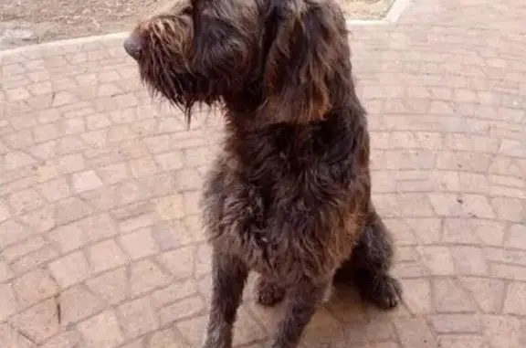 Пропала собака в Кореновске, вознаграждение гарантировано!