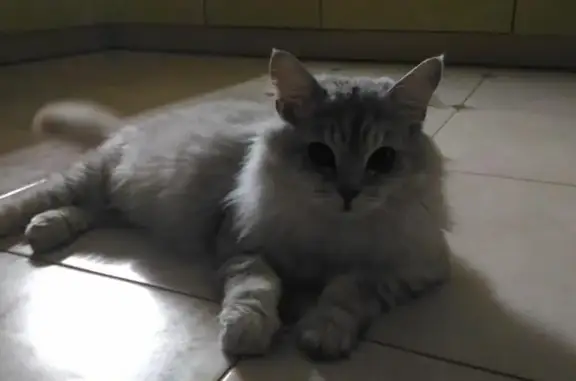 Пропала кошка Тёма в Боровске, Калужская область