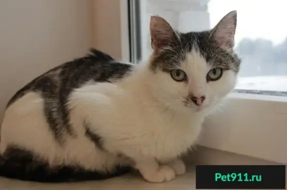 Найдена кошка Машенька в Перми, ищет дом