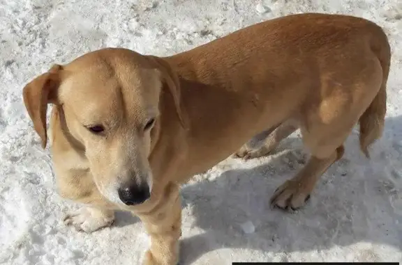 Найдена собака в Саратове на 3-м участке
