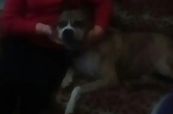 Собаки потеряшки, Иваново, фото: Потеряшка собака в районе Благово, Иваново