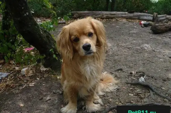 Пропала собака Энди в Заречном, Пензенская область