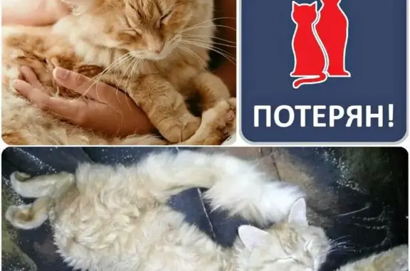 Пропала кошка в Балтийском районе #ПОТЕРЯН_КОТОПЕС39