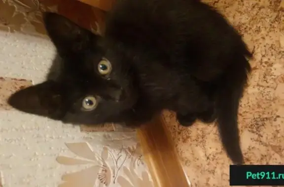 Найден котенок в Краснодарском крае, ищет хозяев