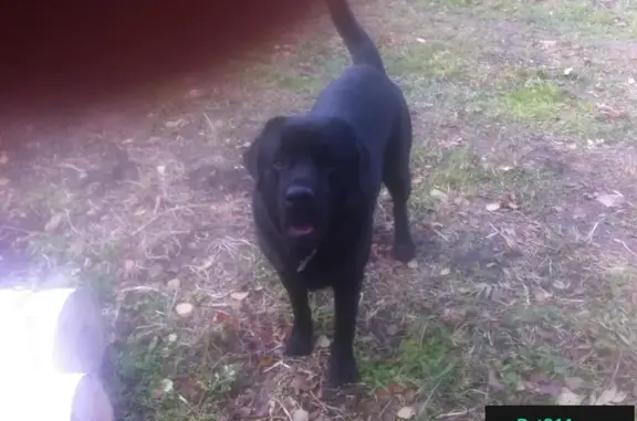 Пропала собака в Новосибирской области, помогите найти!