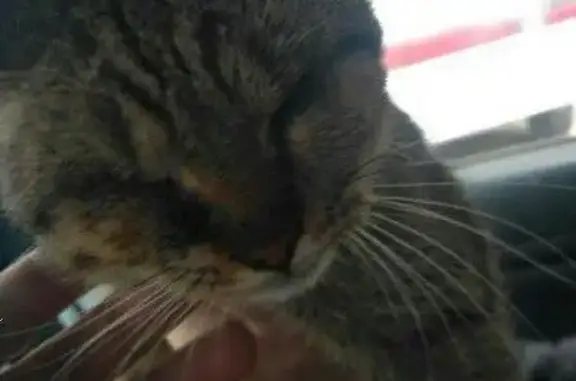 Найдена слепая кошка на А.Султана 16, нужен приют