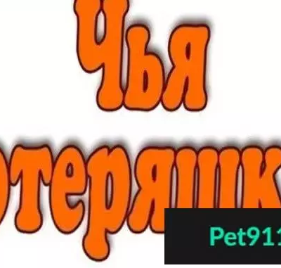Найдена собака в Перми без ошейника