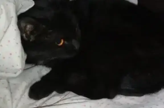 Найдена черная кошка на ул. Б. Галушкина, м. ВДНХ