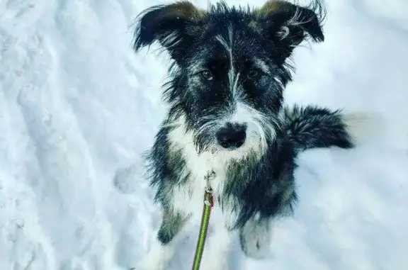 Найдена собака Воля в Санкт-Петербурге
