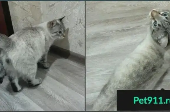 Найден домашний кот в Радужном, ищем хозяев