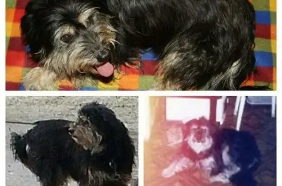 Пропала собака Феня в Зеленограде, вознаграждение 5 тыс. руб.