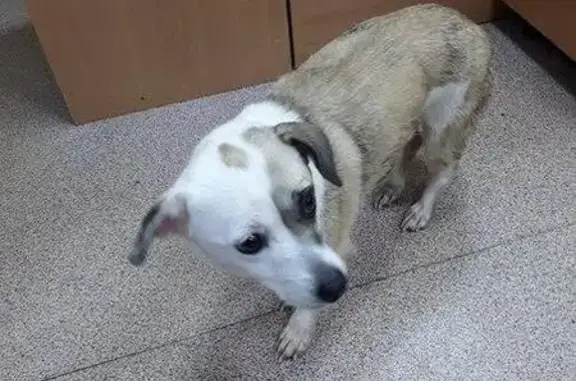 Найдена собака на мосту в Завьялово
