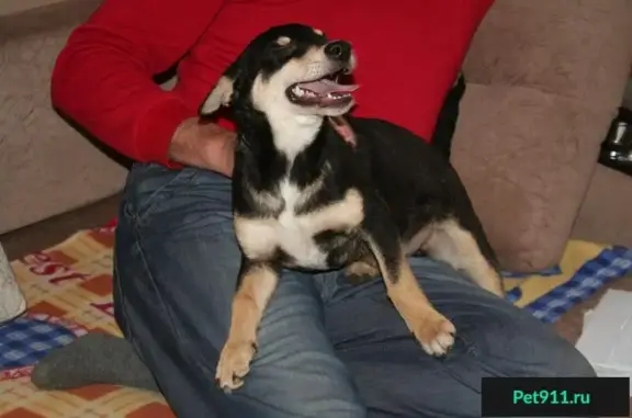 Найдена собака в Волжском, ищем новый дом
